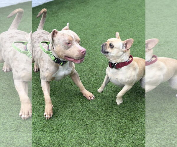 Medium Photo #3 Mutt Puppy For Sale in Las Vegas, NV, USA