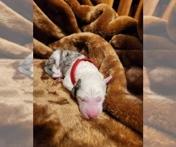 Medium Photo #4 Sheepadoodle Puppy For Sale in LEHI, UT, USA