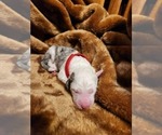 Small Photo #72 Sheepadoodle Puppy For Sale in LEHI, UT, USA
