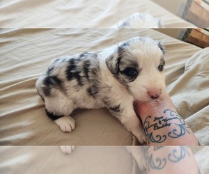 Australian Shepherd Litter for sale in FILER, ID, USA