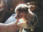 Small Photo #1 Australian Shepherd Puppy For Sale in HARDINSBURG, IN, USA