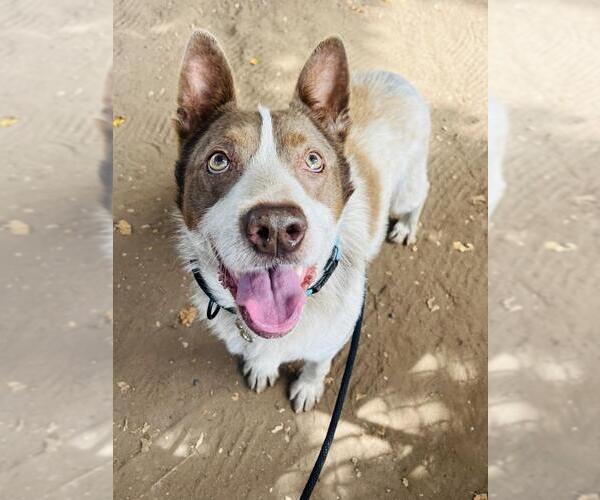 Medium Photo #3 Mutt Puppy For Sale in Santa Barbara, CA, USA