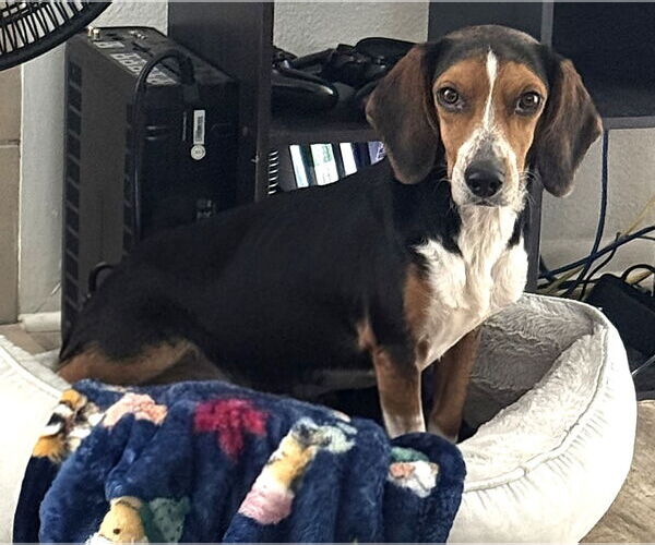 Medium Photo #13 Beagle Puppy For Sale in Dunnellon, FL, USA