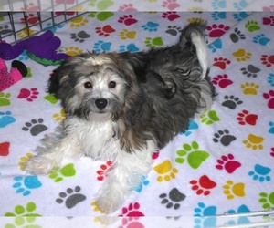 Havanese Puppy for Sale in ORO VALLEY, Arizona USA