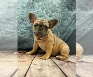French Bulldog Puppy for sale in JOICE, IA, USA