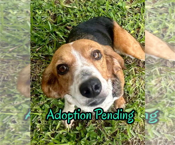 Medium Photo #1 Beagle Puppy For Sale in Dunnellon, FL, USA