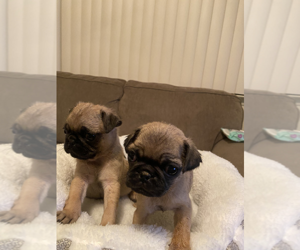 Medium Photo #1 Pug Puppy For Sale in BARSTOW, CA, USA