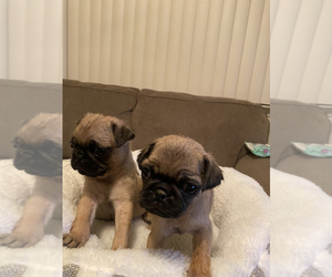 Pug Puppy for sale in BARSTOW, CA, USA
