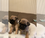 Small Photo #1 Pug Puppy For Sale in BARSTOW, CA, USA