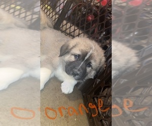 Anatolian Shepherd-Great Pyrenees Mix Puppy for Sale in COLUMBUS, Indiana USA