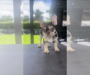 French Bulldog Puppy for sale in MIAMI, FL, USA