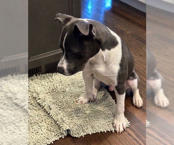 Medium Photo #7 American Pit Bull Terrier-Unknown Mix Puppy For Sale in Germantown, OH, USA