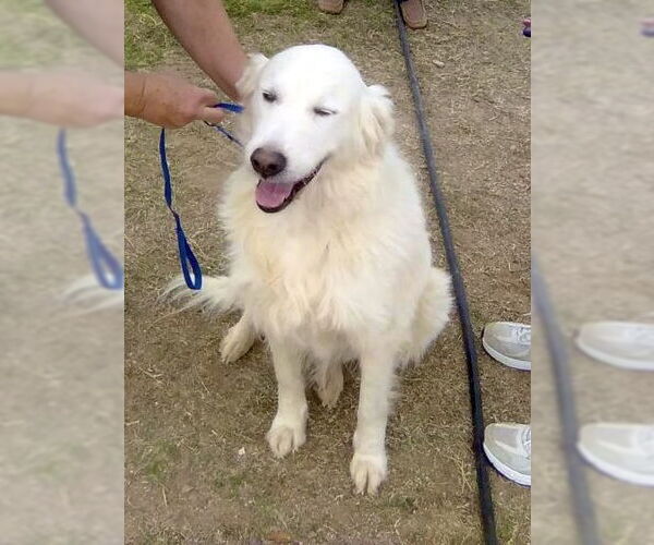 Medium Photo #3 Great Pyrenees Puppy For Sale in Spring, TX, USA