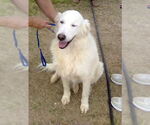 Small #2 Great Pyrenees