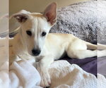 Small Photo #3 Siberian Husky-Unknown Mix Puppy For Sale in Holly Springs, NC, USA