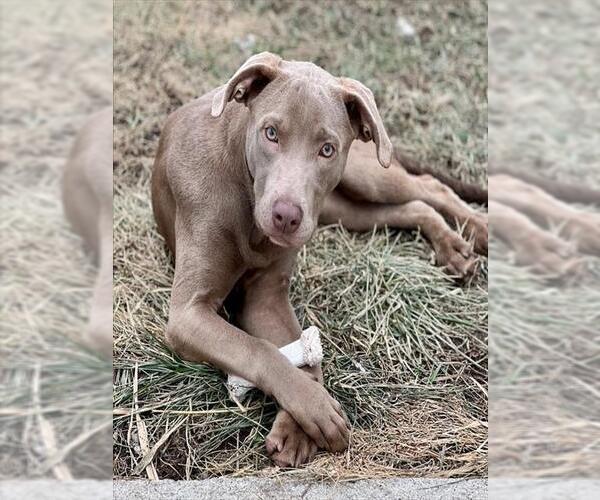 Medium Photo #1 Labmaraner Puppy For Sale in Ames, IA, USA