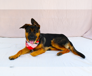 German Shepherd Dog Dogs for adoption in Pasadena, CA, USA