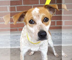 Catahoula Leopard Dog-Unknown Mix Dogs for adoption in Carrollton, TX, USA