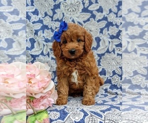 Cavapoo Puppy for sale in NEW PROVIDENCE, PA, USA