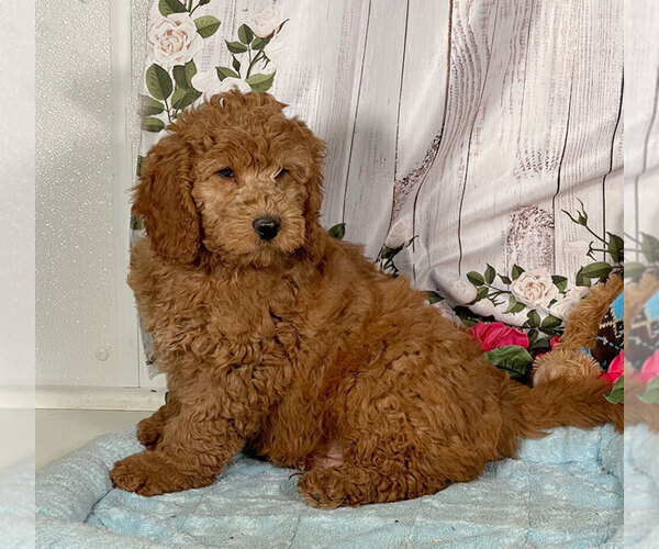 Medium Photo #1 Goldendoodle (Miniature) Puppy For Sale in PENNS CREEK, PA, USA