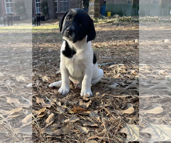 Medium Photo #1 Labrador Retriever-Unknown Mix Puppy For Sale in The Woodlands, TX, USA