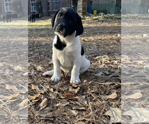 Labrador Retriever Mix Dog for Adoption in The Woodlands, Texas USA