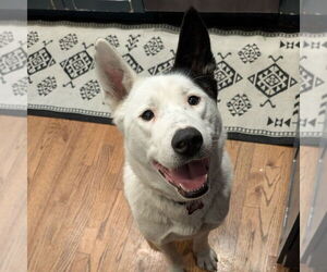 Huskies -Unknown Mix Dogs for adoption in Boston, MA, USA