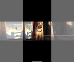 Small Photo #1 American Bully Puppy For Sale in PIKESVILLE, MD, USA