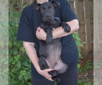 Small #2 American Bulldog Mix