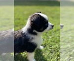 Small Photo #1 Miniature Australian Shepherd Puppy For Sale in BRANDON, MS, USA