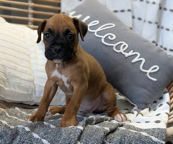 Medium Photo #12 Boxer Puppy For Sale in GOSHEN, IN, USA