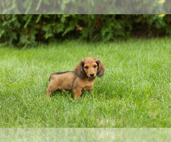 Medium Photo #2 Dachshund Puppy For Sale in MILFORD, IN, USA