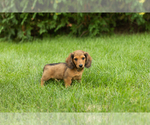 Small #1 Dachshund