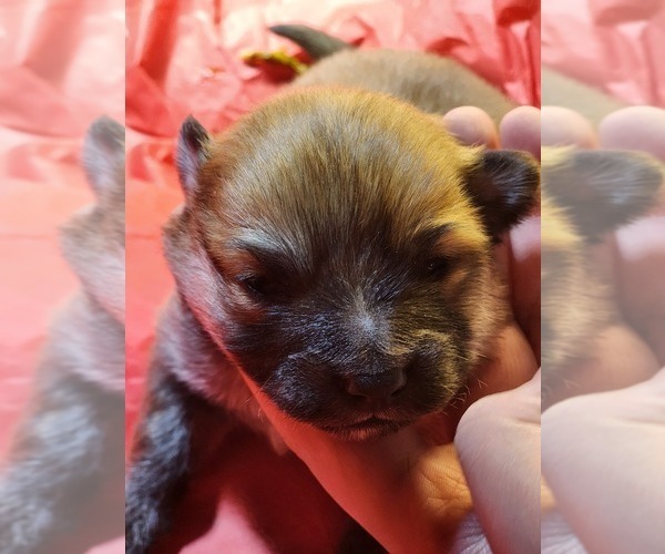 Medium Photo #2 Pomeranian Puppy For Sale in MIDDLEBORO, MA, USA