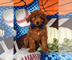 Cock-A-Poo Puppy for sale in KIRKWOOD, PA, USA