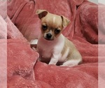 Puppy Arthur Chihuahua