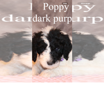 Puppy Pippy Poodle (Standard)