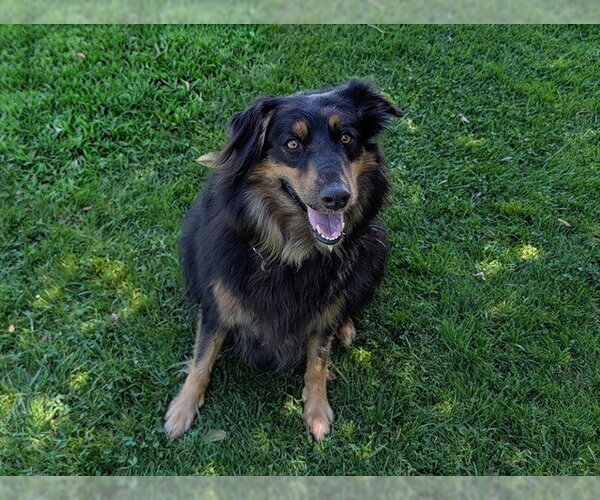 Medium Photo #1 Australian Shepherd Puppy For Sale in San Clemente, CA, USA
