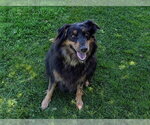 Small Australian Shepherd