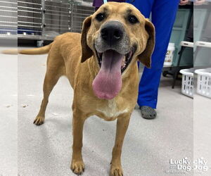 Labrador Retriever-Retriever  Mix Dogs for adoption in Washington, DC, USA