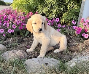 Golden Retriever Puppy for sale in DORCHESTER, WI, USA