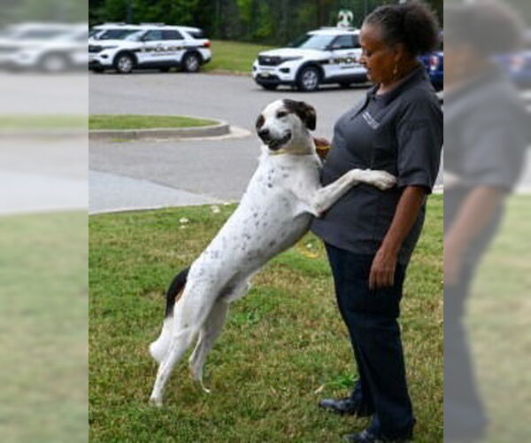 Medium Photo #7 Mutt Puppy For Sale in Glen Allen, VA, USA