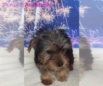 Small #2 Yorkshire Terrier