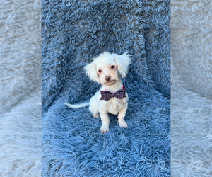 Cavapoo (Miniature) Puppy for sale in JEFFERSONVILLE, IN, USA