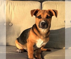 Toby - Male Mutt Dog for Adoption - Photo #3