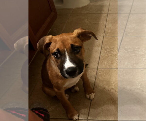 Medium Photo #2 Black Mouth Cur-Unknown Mix Puppy For Sale in The Woodlands, TX, USA