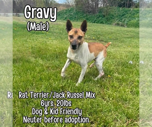 Medium Photo #2 Jack-Rat Terrier Puppy For Sale in Westwood, NJ, USA