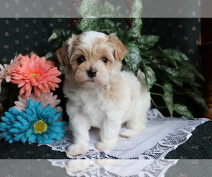 Havanese-Poodle (Toy) Mix Puppy for sale in SHILOH, OH, USA