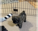 Small Photo #8 Shih-Poo Puppy For Sale in GLOUCESTER, VA, USA