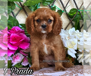 Cavalier King Charles Spaniel Puppy for sale in MIAMI, FL, USA